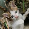cahya_indra07