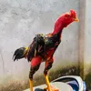 Đam Mê Gà Nòi Việt