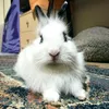 bunthebunny00