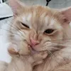 ukimiau