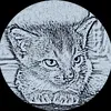 the_cat_billi