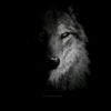 hm_hamid91