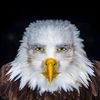 marvin._beak