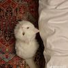 dana_khalaf.07