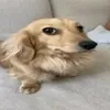xikinha_