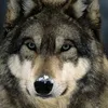 bigbadwolf142