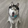 blubluthehusky