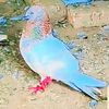 hamidalihamidali755gmail