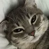 jan_attthr