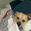 pitbullmom037