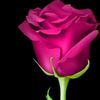 zindagi_haseen786