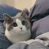 nain.nyan
