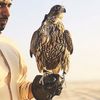 ad.saif