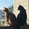 magpieandjerry