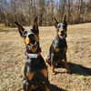 dobergoats
