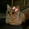 user_f_255