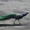 hawk_tuwah
