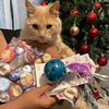 el_gatito_pro1247