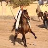 716ahmedemad
