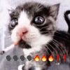 elmeow12
