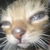 naousemcigarro