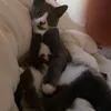 fattyattysdabloons