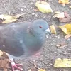 icheingamer