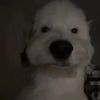 gwtv_us