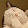 mikediaz_69