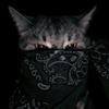kytra.t