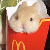kingcocomelon