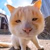 kucing.bangsawan