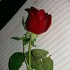 sihemrg