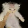 ctidi2