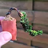 bonsai_amateur