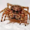 aranha99k