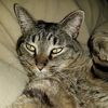 axelthecat2