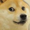 dogepoundgang8