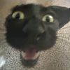 daffadejet0