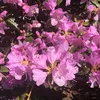 olesyaploom3