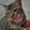 parcesslalalala