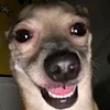 kiwwqui