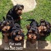 edwinyorkies