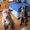 dahliaanddexter