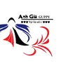 anhgiaguppy