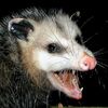 soggy.possum