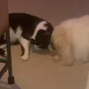 tootsielalala