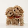 Maltipoo & Doodles breeder