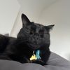 kurmathecat