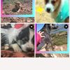 _digital_dogs.peques